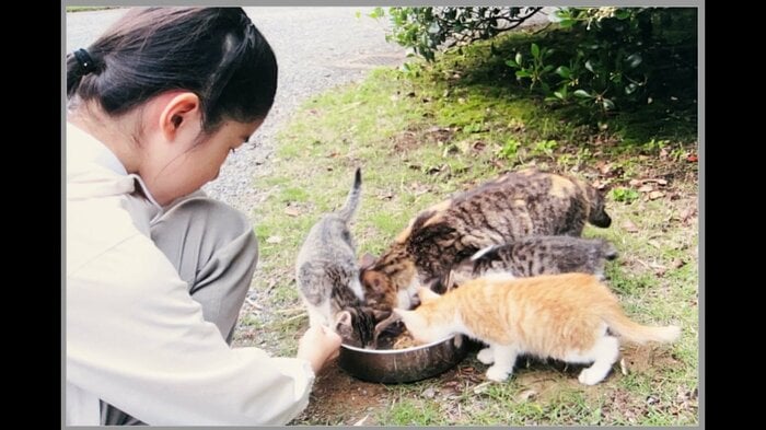 平成22（2010）年 赤坂御用地で猫の世話をされる愛子さま（宮内庁提供）