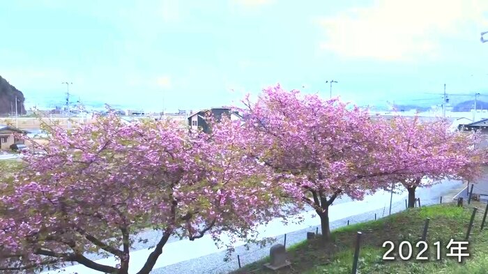 復興ともに成長してきた浄土寺の桜(2021年)