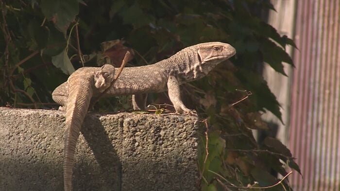 18日に現れたトカゲ