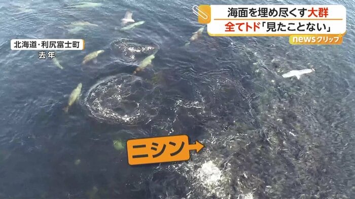 ニシンを追って泳ぐトドたち