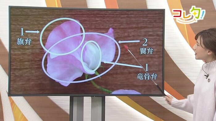 「1枚、2枚、1枚」の花びらから構成されることから「1月21日」がスイートピーの日に