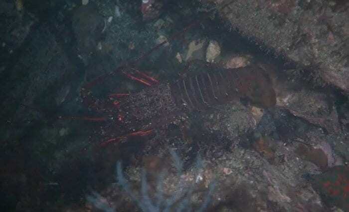 南三陸町沿岸の海中で発見されたイセエビ