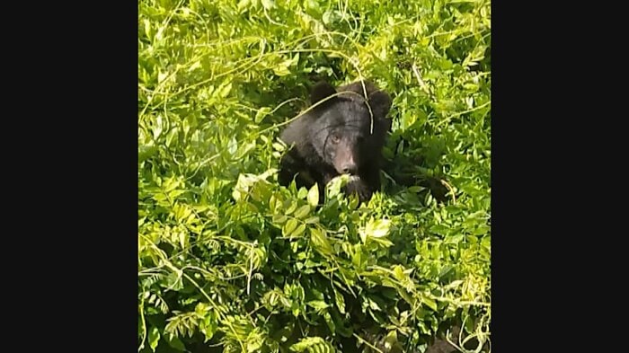 高岡高校に現れたクマ（2021年5月）