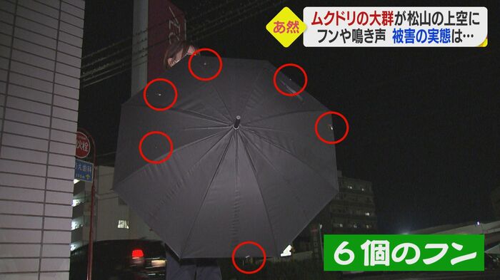 わずかな時間で傘にはフンが…