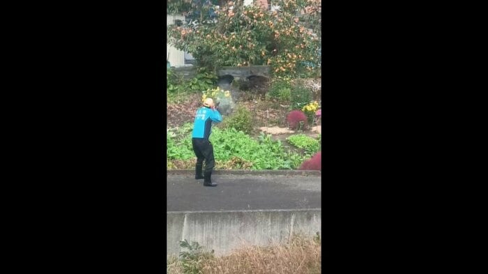 2頭のクマに対する緊急銃猟の様子(視聴者撮影)