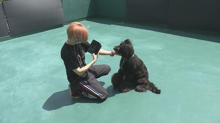 犬の鼻のシワ「鼻紋」で個体識別