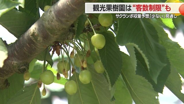サクランボ狩りの「完全予約制」という苦渋の選択