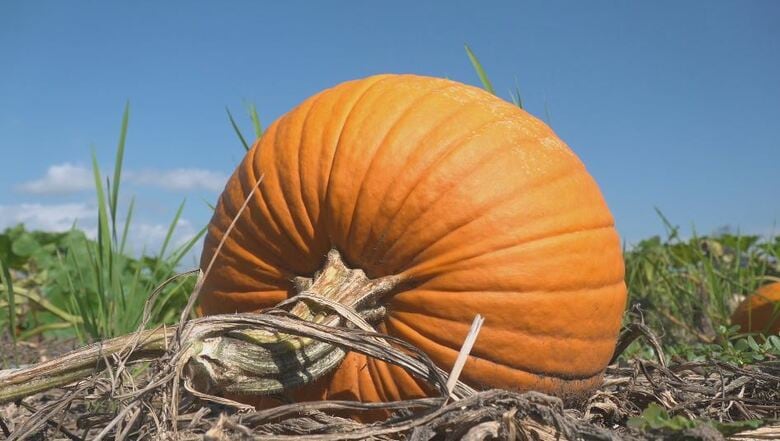ハロウィン彩る！カボチャの収穫　イベントで「ランタン」に　長野・塩尻市｜FNNプライムオンライン
