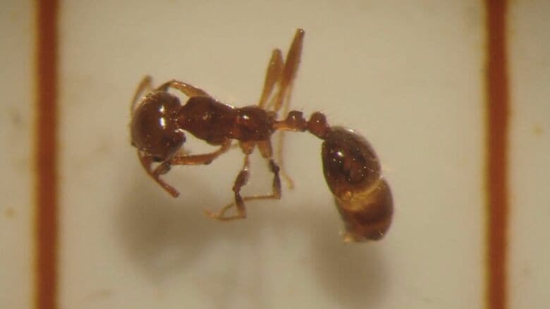 新潟東港で“ヒアリ”見つかる…県内では初確認 毒性強く死に至ることも…発見した場合は市町村・保健所へ連絡を｜FNNプライムオンライン