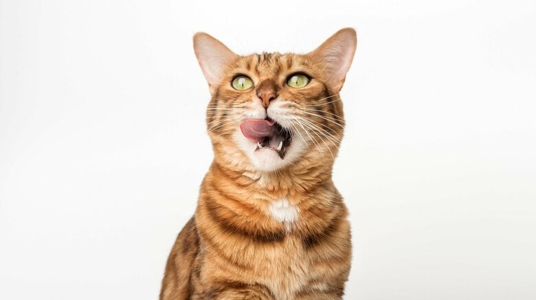 猫はなぜ「開けたてのカリカリ」が好き？グルメに見えるのにも科学的な理由が！ごはん係が知っておきたい猫のこだわり｜FNNプライムオンライン