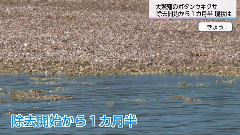 強すぎる…爆発的繁殖力の特定外来生物「ボタンウキクサ」のその後　1カ月半で約半分の除去に成功！繁殖再開の春までに除去を完了できるのか…｜FNNプライムオンライン