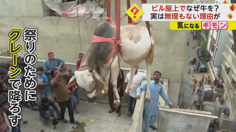 【空を飛ぶ牛】お祭り用にクレーンで降りてくる光景に子どもたちも大喜び　屋上飼育の理由は“農地不足”　パキスタン｜FNNプライムオンライン