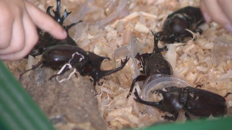 ヘラクレスオオカブトなど…世界の珍しいカブトムシやクワガタを一堂に集めたイベント 49種類約150匹を展示｜FNNプライムオンライン