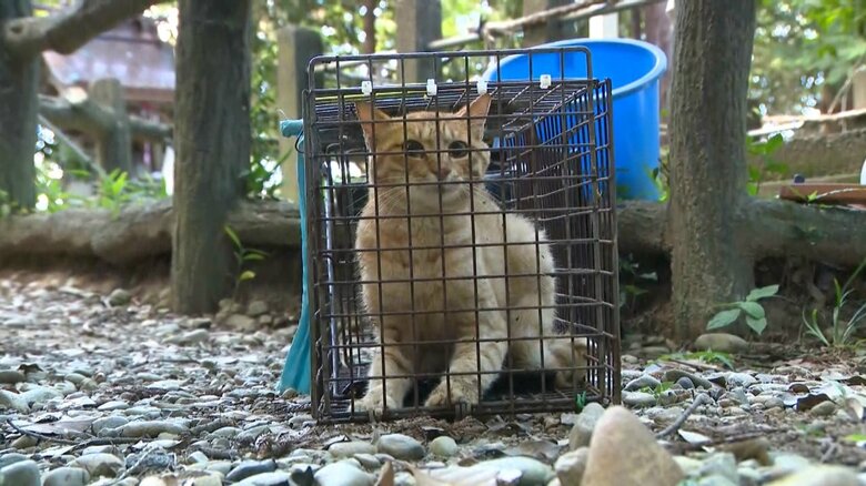 ミッション“井戸に落ちたネコを助け出せ” 深さ13メートル 舞台は国の文化財　真夏の救出劇【静岡発】｜FNNプライムオンライン