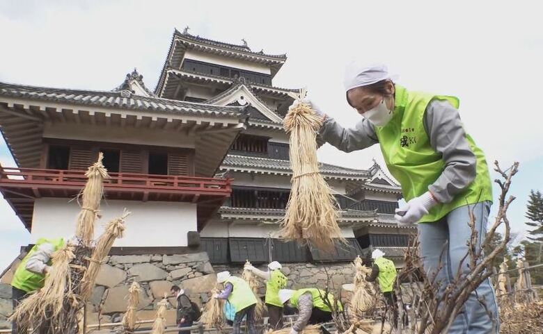 国宝・松本城で春を迎える準備　庭園の樹木の冬囲い取り外す　冬の寒さや雪からボタンの花など守って3カ月　梅園では開花進む｜FNNプライムオンライン