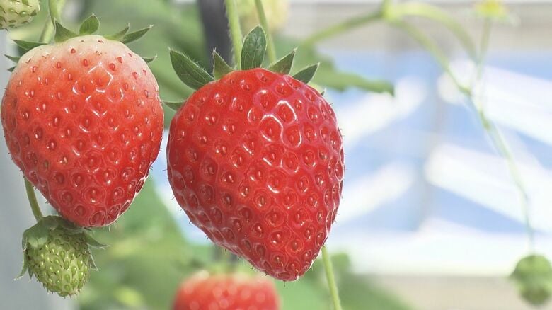 出雲大社のおひざ元に新たな観光農園誕生　イチゴ尽くしのスイーツも満喫「出雲ICHIGO縁」オープン【島根発】｜FNNプライムオンライン