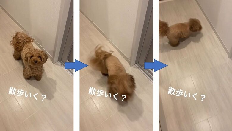 「わーい！」と走り回っている