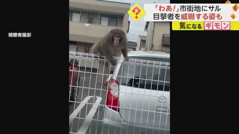 フェンスにのぼり住人を威嚇するサル