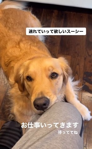 お仕事に連れて行ってほしいスーシーちゃん