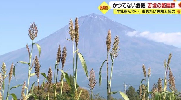 エサ用にトウモロコシを栽培