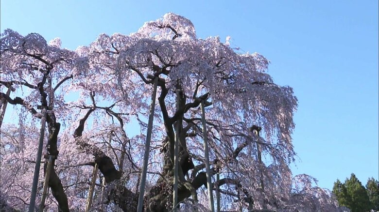 日本三大桜の一つ