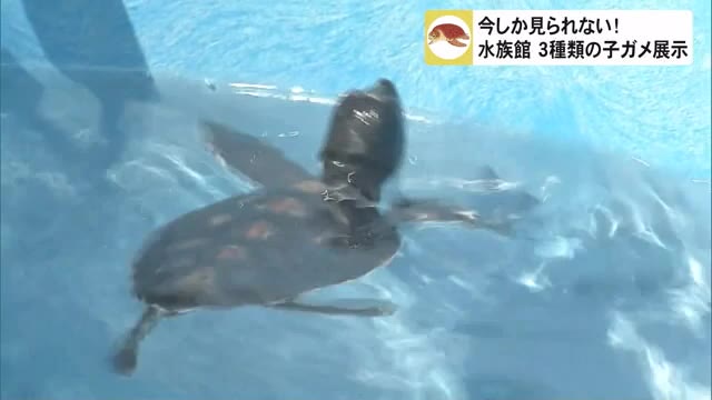 ウミガメの赤ちゃん 沖縄美ら海水族館