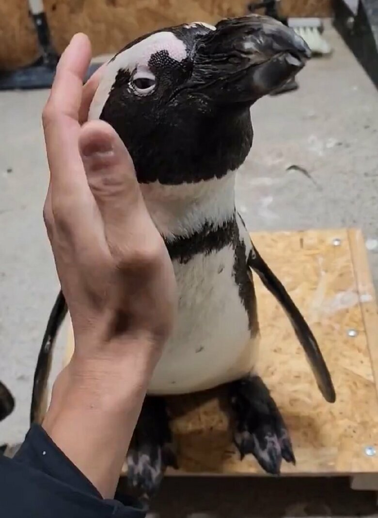 なでなでされるガンくん