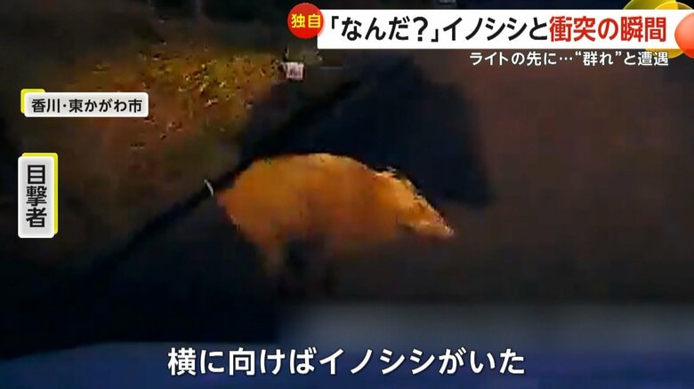 薄暗い坂道を走行中に茂みから突然現れた1頭のイノシシ