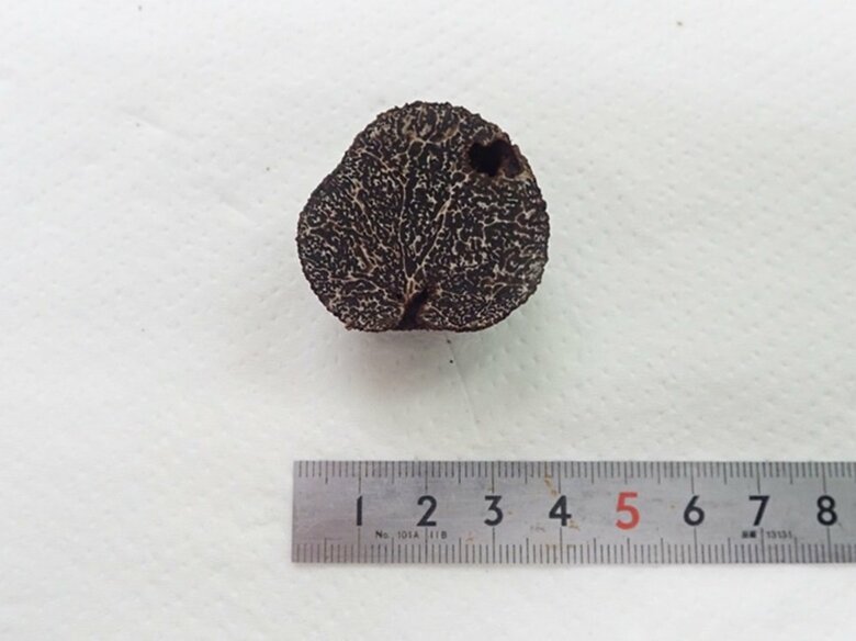 人工発生に成功した黒トリュフの断面（画像提供：岐阜県森林研究所）