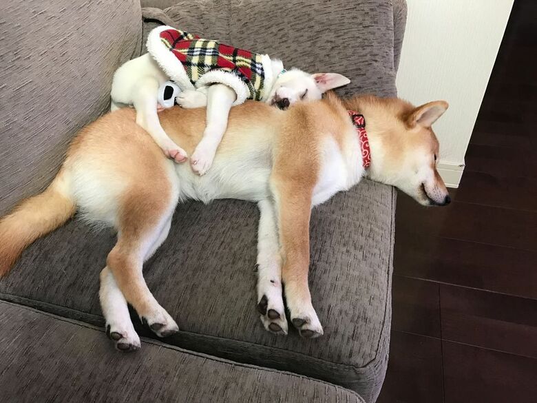 提供：柴犬ハル&雑種すずさん