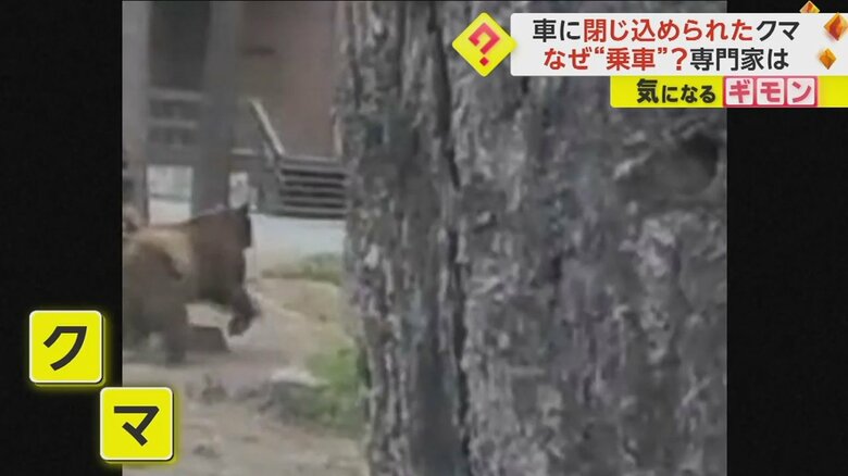車から出てきた後、そのまま走り去るクマ
