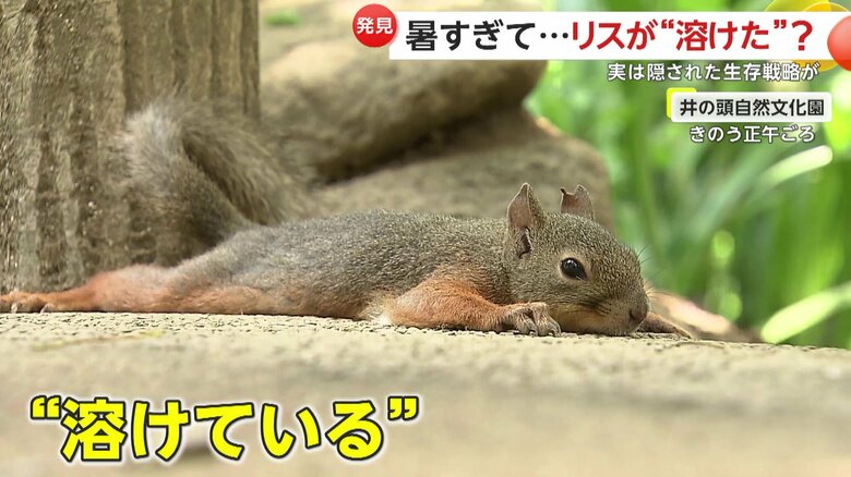 溶けているように寝そべるリス