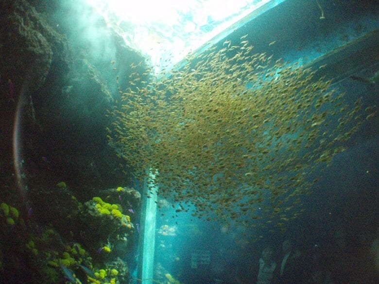 水中からのキンメモドキ（提供：アクアマリンふくしま）