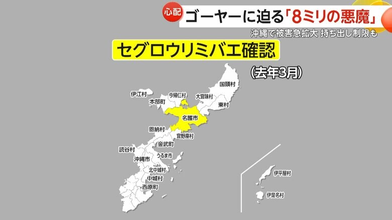 沖縄県内19市町村で確認されているセグロウリミバエ