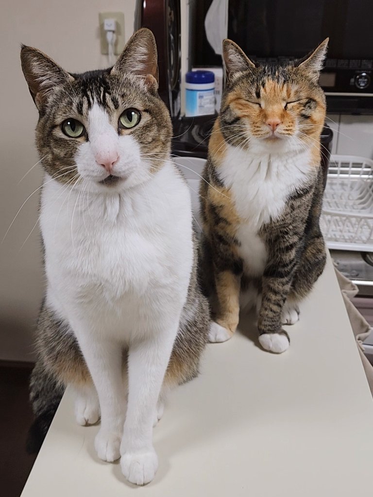 左：ももちゃん　右：むぎちゃん（提供：にゃん報さん）