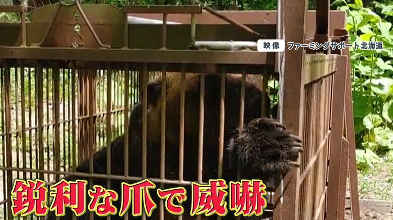 （鋭利な爪を向け威嚇するヒグマ）