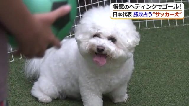 さあ！ボールを！といわんばかりの顔