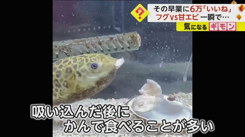 エサのアサリをとり、食べるミドリフグのボンちゃん