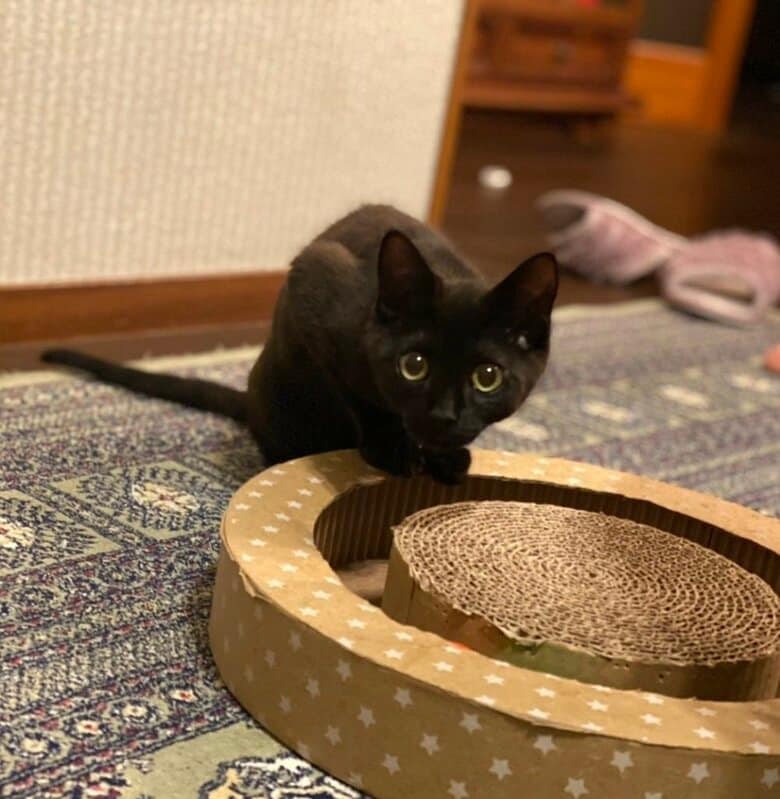 おもちゃと共に