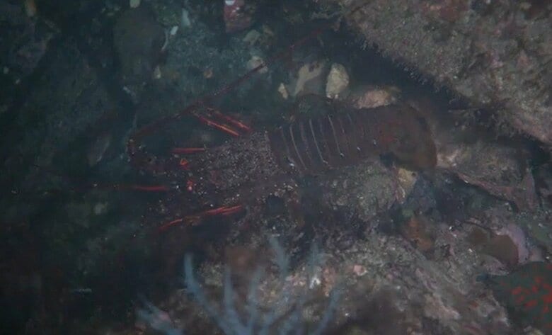 南三陸町沿岸の海中で発見されたイセエビ