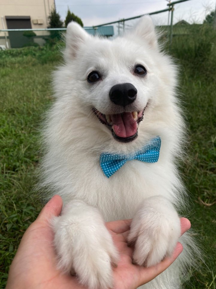 提供：ぽぽさん