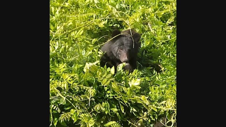 高岡高校に現れたクマ（2021年5月）