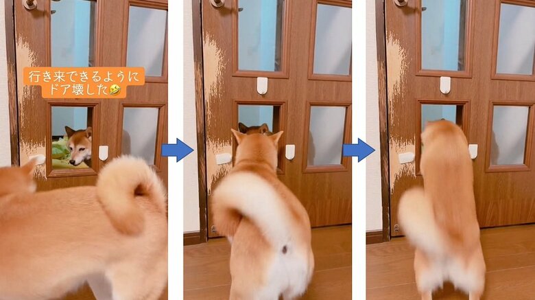 ムックくんが通ろうとするも、ミントちゃんが再び通過