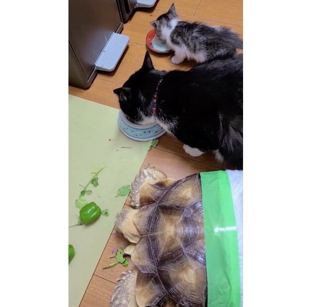 提供：にゃんこ亀さん
