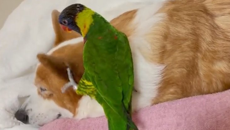 耳を足でつかんで…