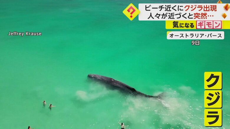 エメラルドグリーンの海に現れたクジラに近づく人たち