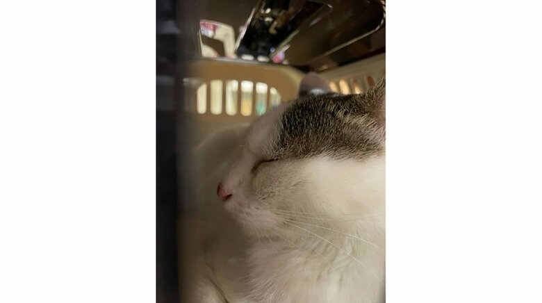 おかかくん受診時の様子