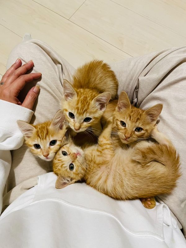 提供：oimo & yuzukiさん