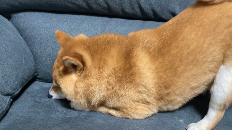 提供：うにandおからさん