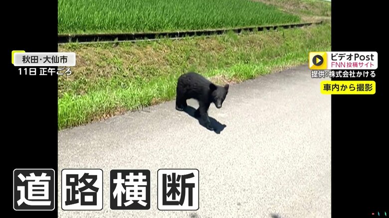 道路を歩く子グマ